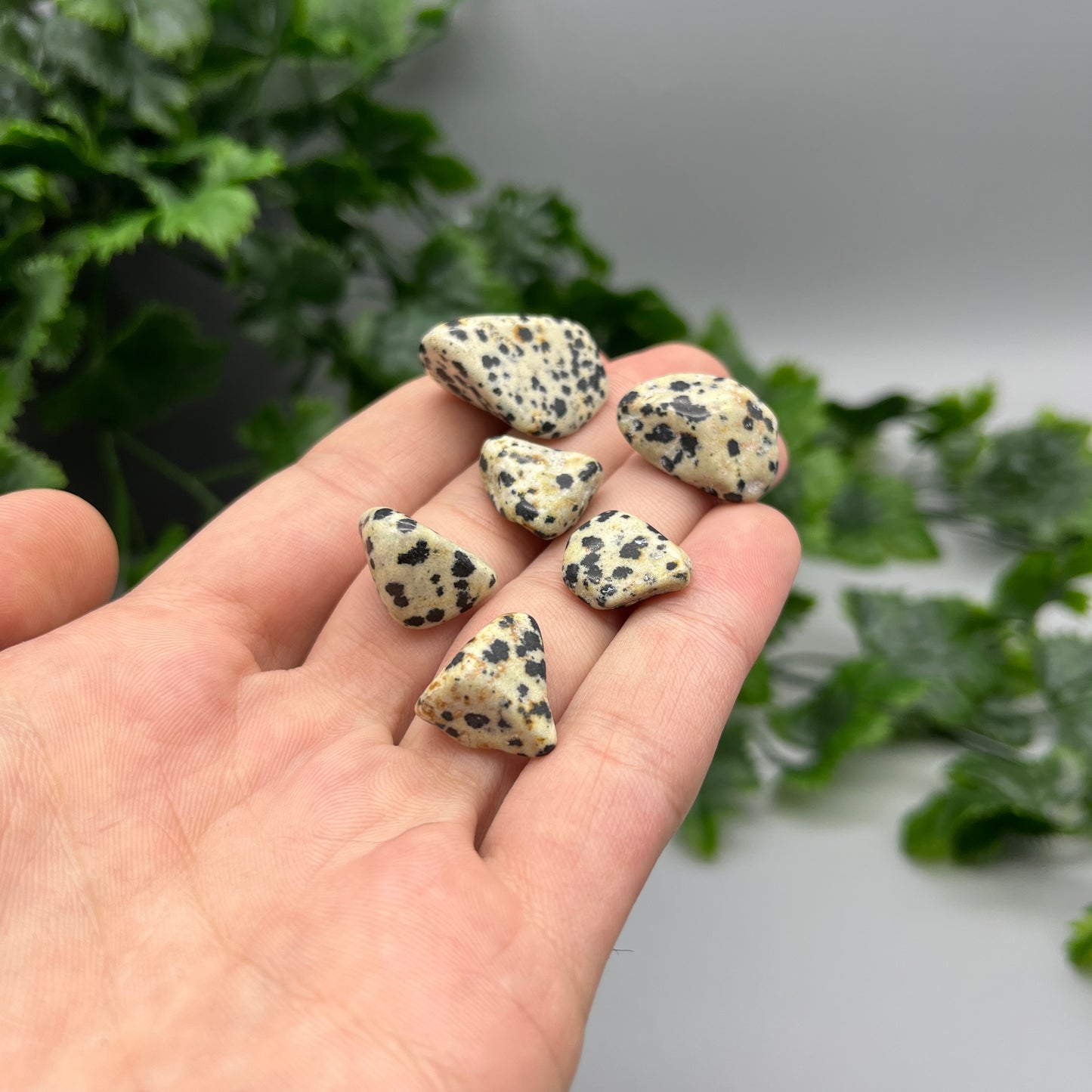 SET OF 6 OR 12 Dalmatian Jasper Tumbled Stones