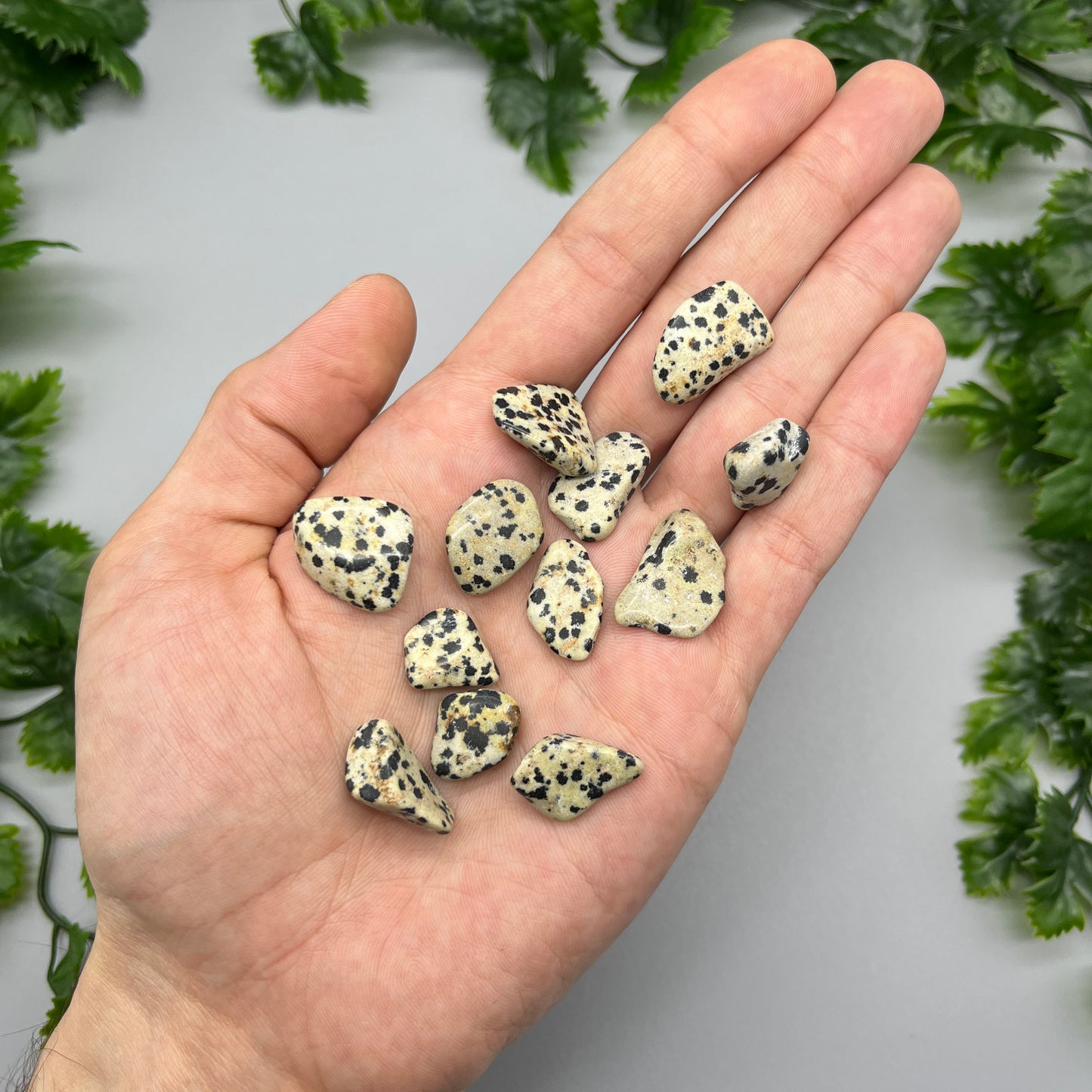 SET OF 6 OR 12 Dalmatian Jasper Tumbled Stones