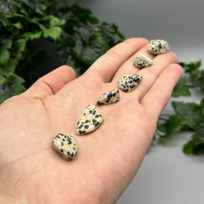 SET OF 6 OR 12 Dalmatian Jasper Tumbled Stones